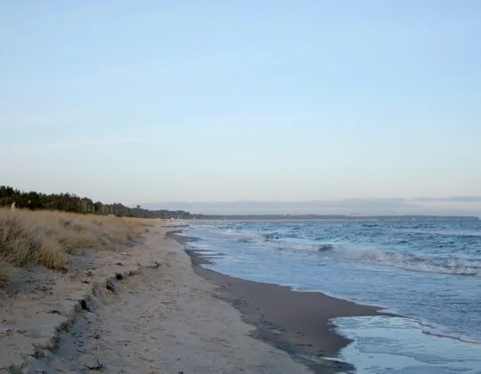 Sandstrand vid Hanöbukten med mjuka vågor, dyner och tallskog längs kusten under klar himmel.