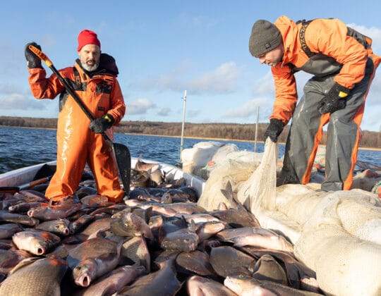 Foto på två fiskare som landar en massa fisk.