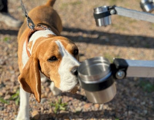 Hund nosar på metallbehållare i träningssituation utomhus, del av arbete med att identifiera dofter