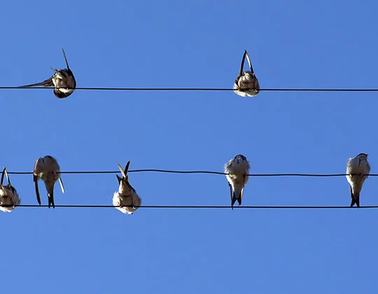 Fåglar som sitter på kablar med blå bakgrund