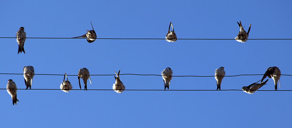 Fåglar som sitter på kablar med blå bakgrund