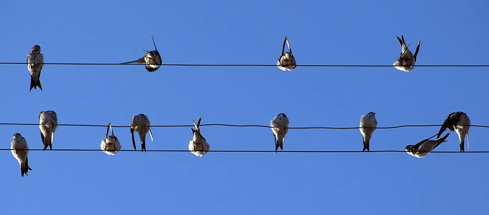 birds-954x420px Fåglar som sitter på kablar med blå bakgrund