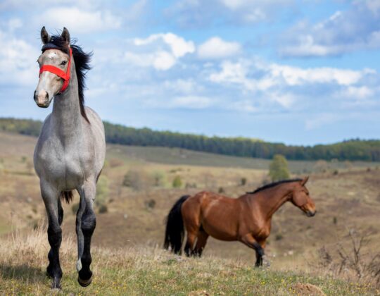 Foto på två hästar med röda grimmor som står på Brösarps backar.