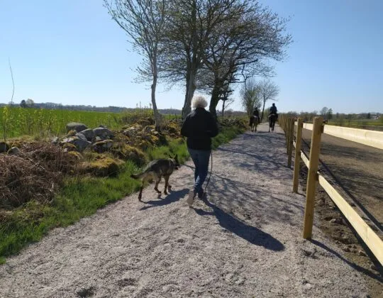 Foto på människor, hundar och hästar på slingan i Vollsjö.
