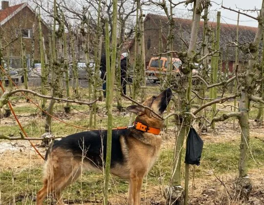 Schäferhund med sele står i äppelodling och nosar på träd, som del av arbete med att upptäcka fruktträdskräfta