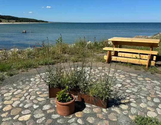 Picknickbord vid havet en solig dag. Framför vattnet står planteringskärl med höga blommor på en stenlagd uteplats.