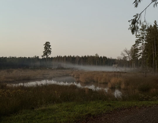 Våtmark med vass och lågt liggande dimma, omgiven av skog i morgonljus.