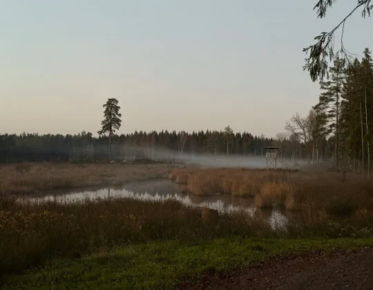 Våtmark med vass och lågt liggande dimma, omgiven av skog i morgonljus.