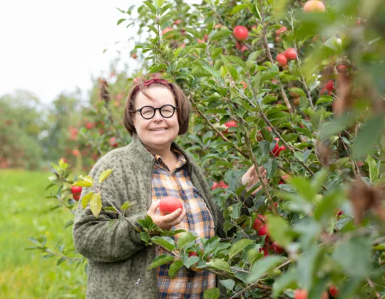 Leende person i en äppelodling som skördar röda äpplen och håller ett nyplockat äpple i handen.