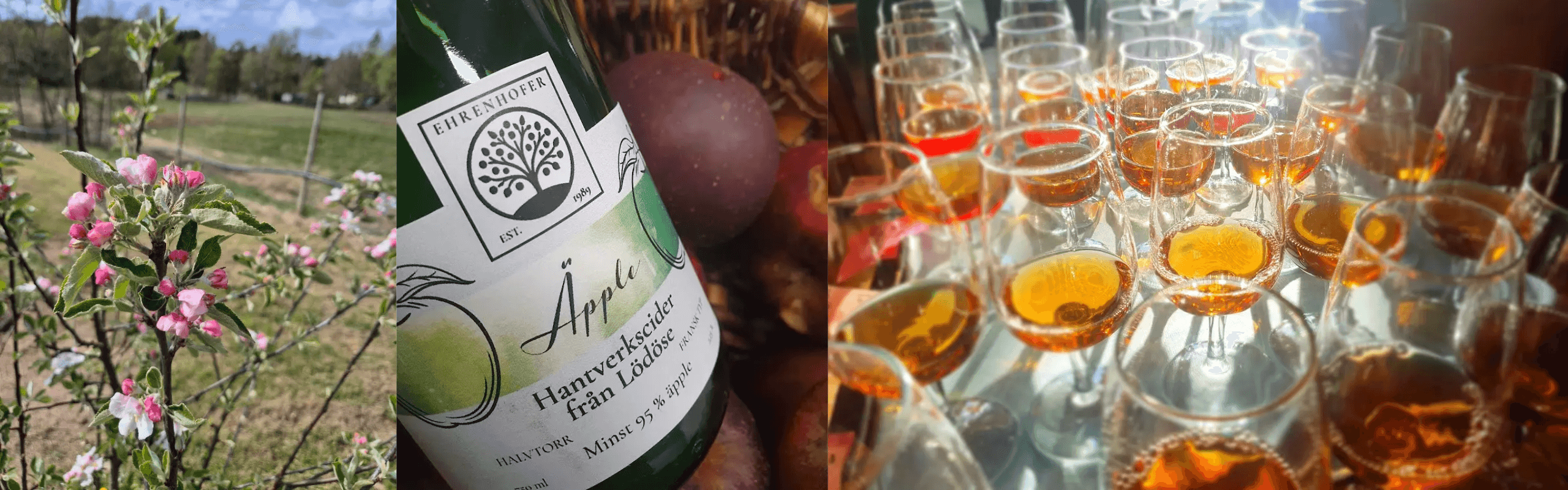 Bildkollage som visar äppelblomning, en flaska hantverkscider från Ehrenhofers och uppställda glas för ciderprovning.