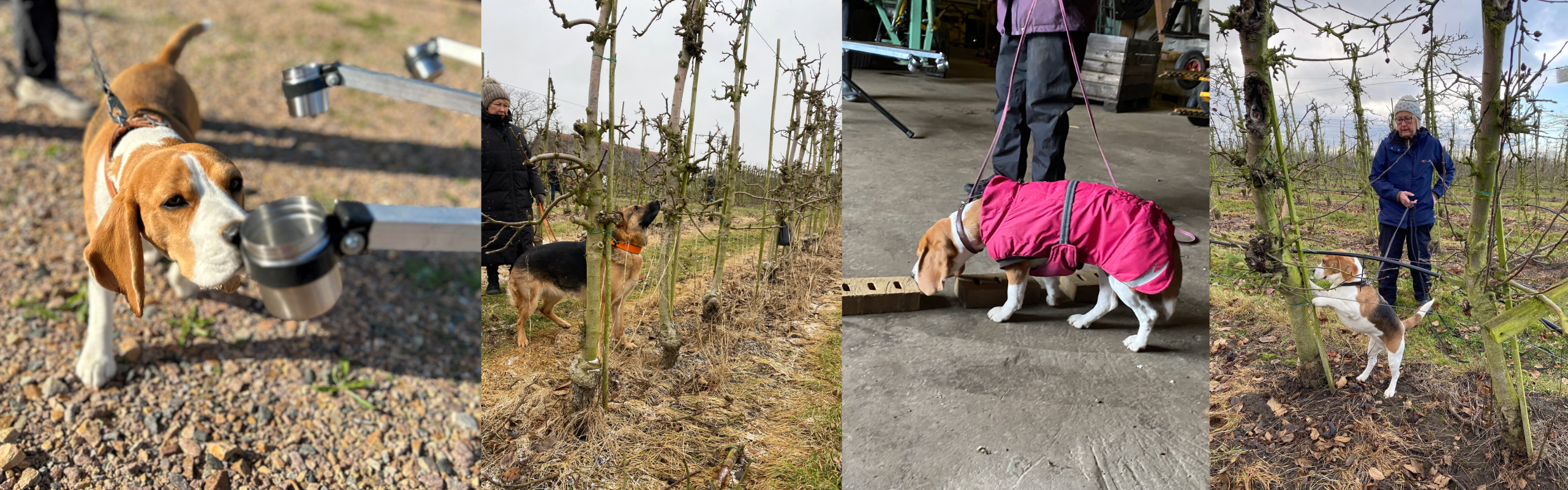 Bildkollage där en hund söker efter äppelträdskräfta i en äppelodling och markerar angripna träd under träning och arbete.