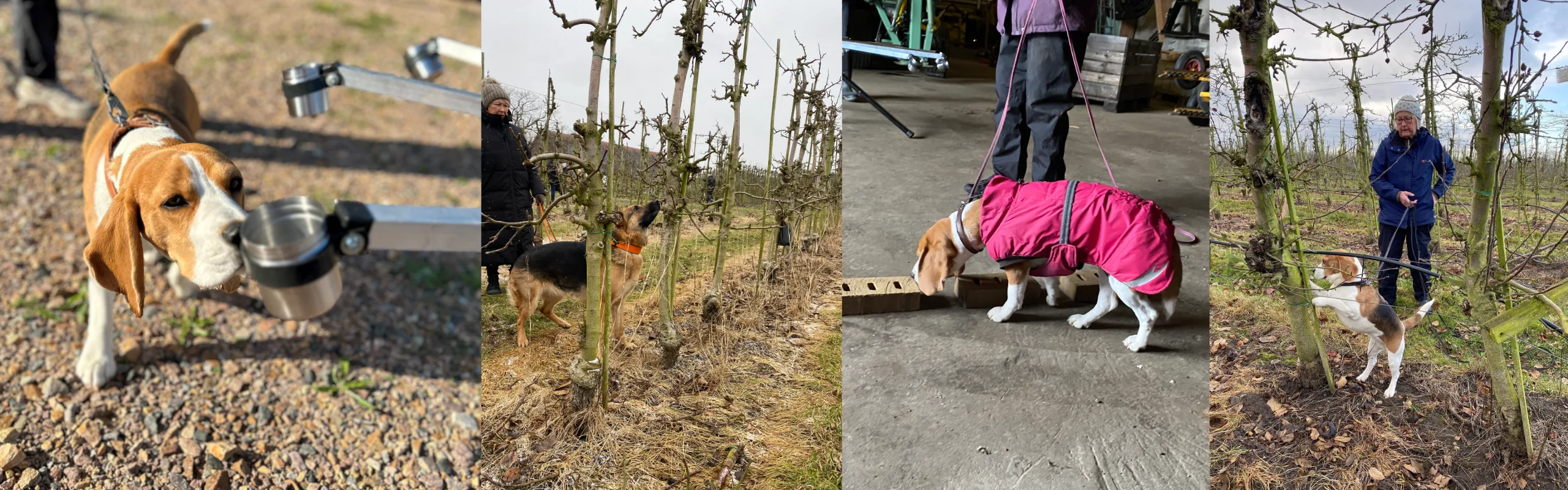 Bildkollage där en hund söker efter äppelträdskräfta i en äppelodling och markerar angripna träd under träning och arbete.