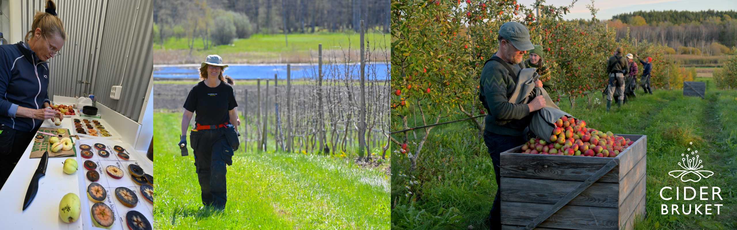 Tre bilder från Ciderbrukets äppelodling: kvalitetsbedömning av äpplen, arbete i odlingen och äppelskörd där frukten samlas i stora trälådor. Ciderbrukets logotyp syns i nedre högra hörnet.