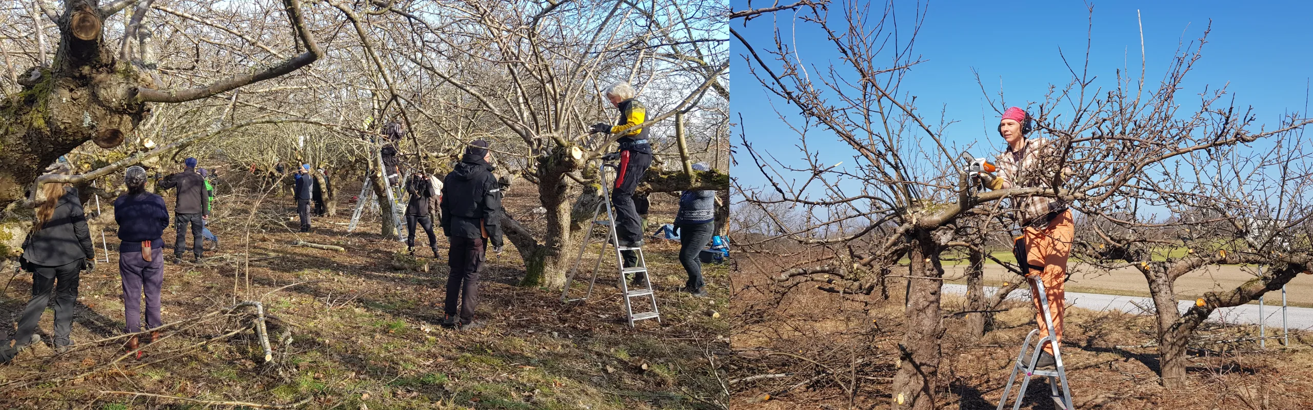 Bildkollage som visar beskärning av äldre äppelträd, där deltagare arbetar i en fruktodling och en person beskär ett träd från stege.