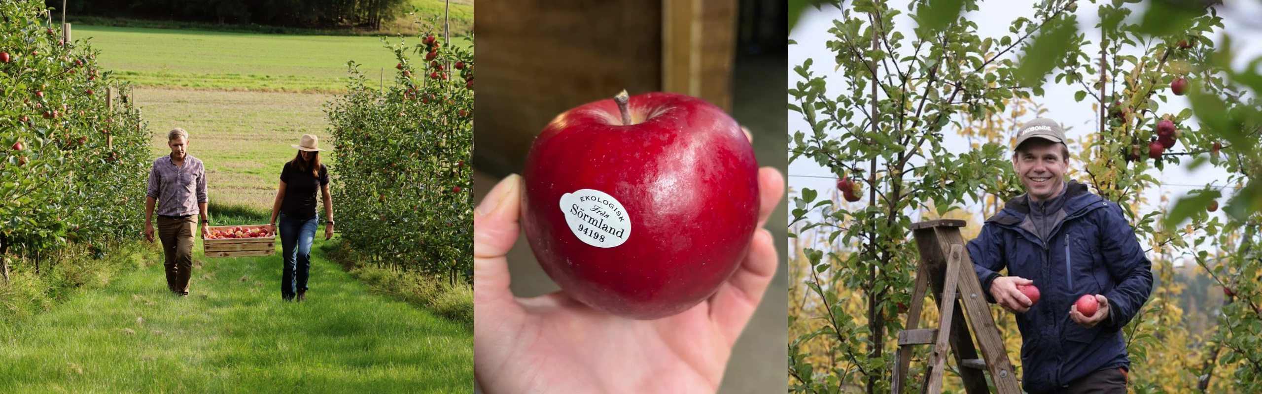 Tre bilder från en ekologisk äppelodling: skörd av äpplen, närbild på ett rött äpple märkt ”Ekologisk frukt från Sörmland” och en odlare som visar upp nyplockade äpplen bland träden.