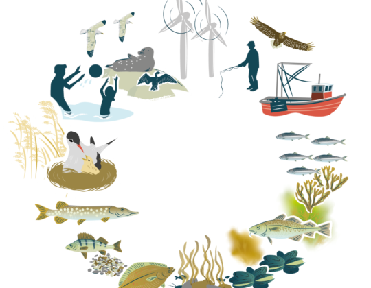 Illustration av samspelet mellan natur och mänsklig aktivitet i havsmiljön, med fiskar, fåglar, säl, musslor, tång, fiske, båt och vindkraft.