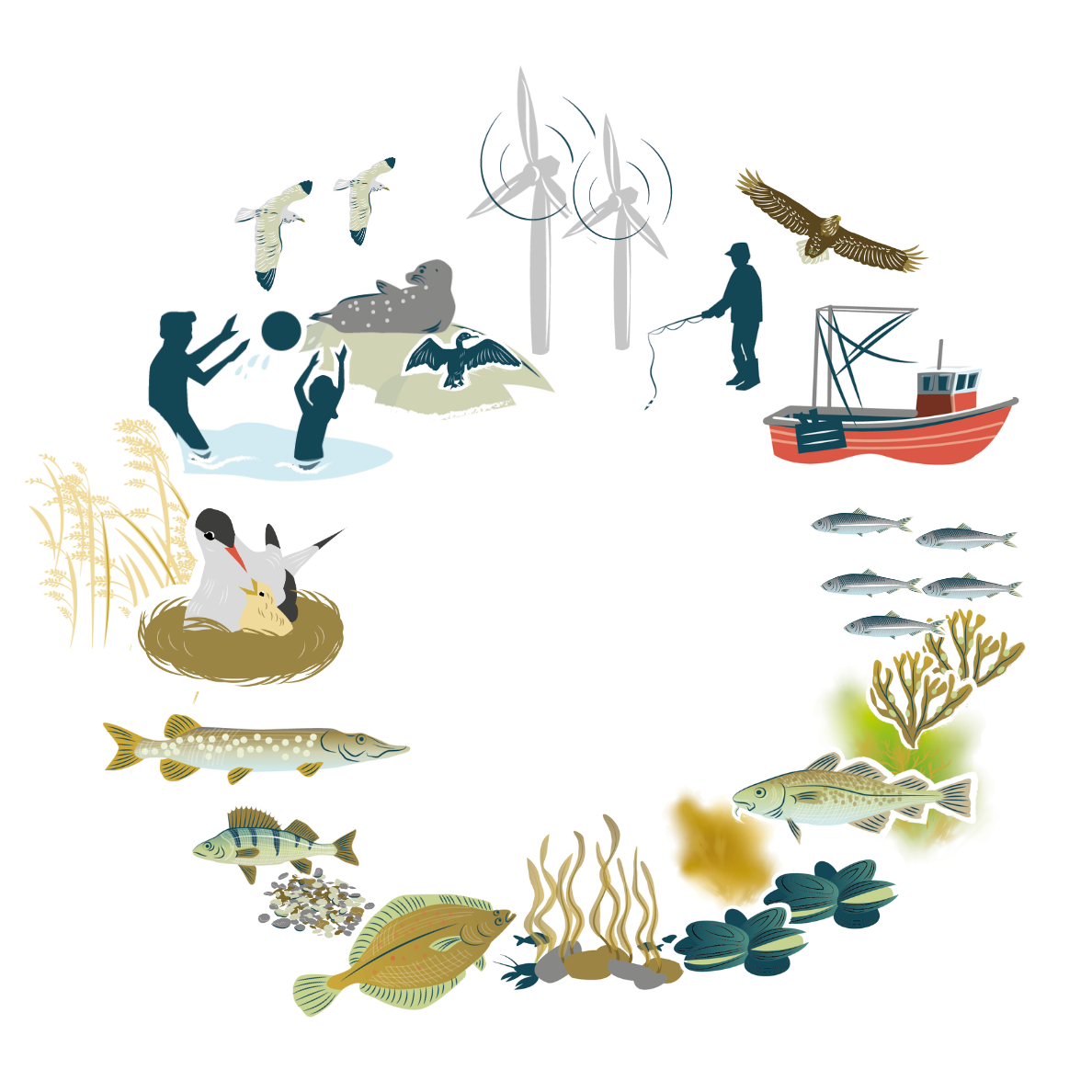 ebhf-grafik-1 Illustration av samspelet mellan natur och mänsklig aktivitet i havsmiljön, med fiskar, fåglar, säl, musslor, tång, fiske, båt och vindkraft.