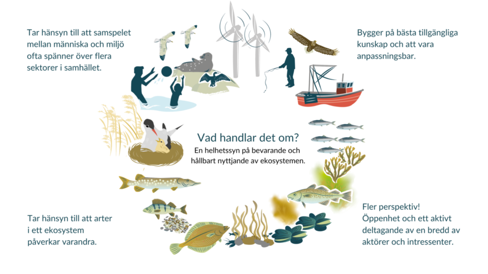Illustration som förklarar ekosystembaserad havsförvaltning, med samspelet mellan människor, djur, fiske, vindkraft och marina ekosystem i fokus.