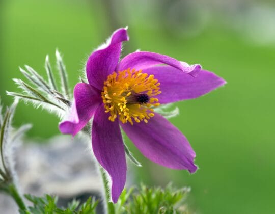 bild på mosippa i projektet skapa rum för naturen